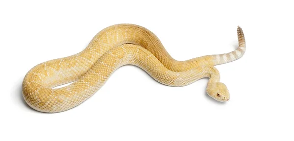 Albinos serpente a sonagli diamondback occidentale - Crotalus atrox, veleno — Foto Stock