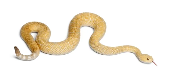 Albinos diamondback occidental serpiente de cascabel - Crotalus atrox, veneno — Foto de Stock