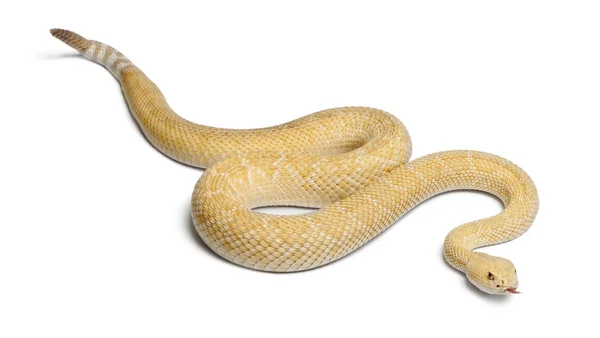 Albino Batı diamondback çıngıraklı yılan - crotalus atrox, zehir — Stok fotoğraf
