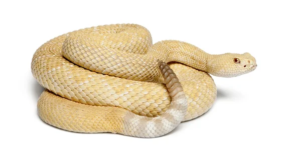 Albinos diamondback occidental serpiente de cascabel - Crotalus atrox, veneno — Foto de Stock