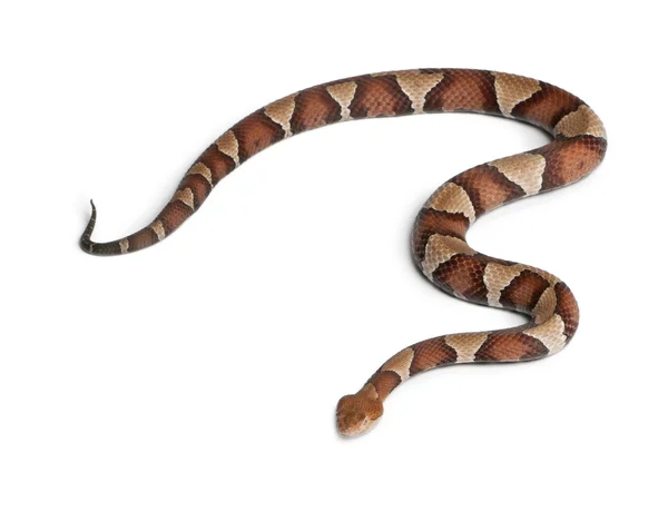 Serpente testa di rame o mocassino altopiano - Agkistrodon contortrix , — Foto Stock