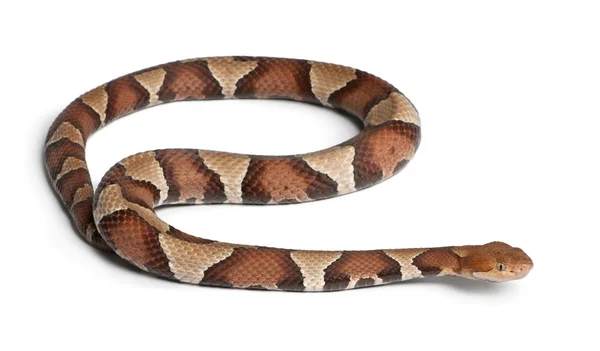 Serpiente de cobre o mocasín de las tierras altas - Agkistrodon contortrix , — Foto de Stock
