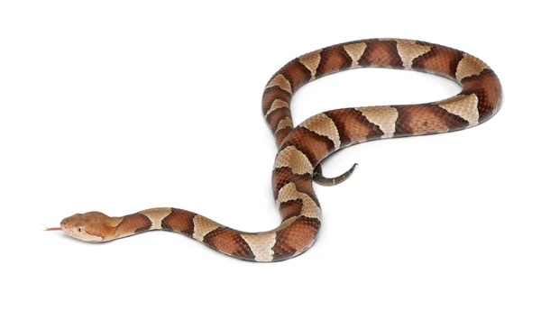 Cobra-cabeça-de-cobre ou mocassim-das-terras-altas - Agkistrodon contortrix , — Fotografia de Stock