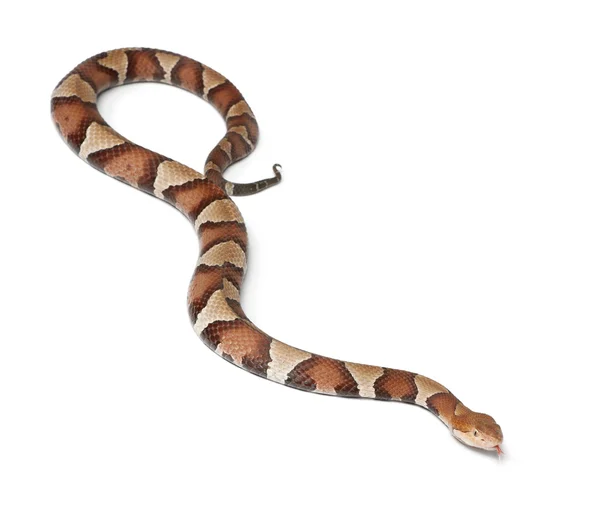 Serpiente de cobre o mocasín de las tierras altas - Agkistrodon contortrix , — Foto de Stock