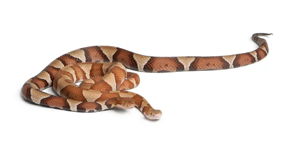 Male and female Copperhead snake or highland moccasin - Agkistro — Stock Photo, Image