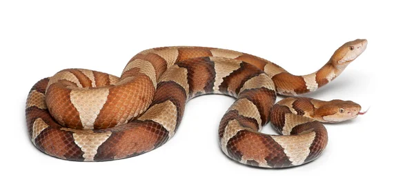 Mężczyzna i kobieta Copperheada węża lub highland mokasyn - agkistro — Zdjęcie stockowe