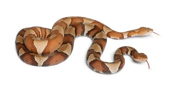 Αρσενικά και θηλυκά copperhead φίδι ή ορεινών περιοχών μοκασίνι - άγκιστρο — Φωτογραφία Αρχείου