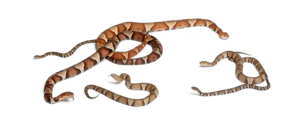 Male and female and babies Copperhead snake or highland moccasin — 스톡 사진