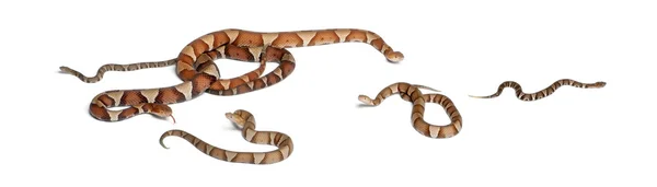 Masculino y hembra y bebés Serpiente de cabeza de cobre o mocasín de tierras altas —  Fotos de Stock