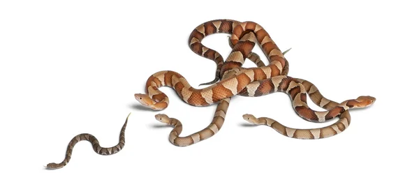 Masculino y hembra y bebés Serpiente de cabeza de cobre o mocasín de tierras altas — Foto de Stock