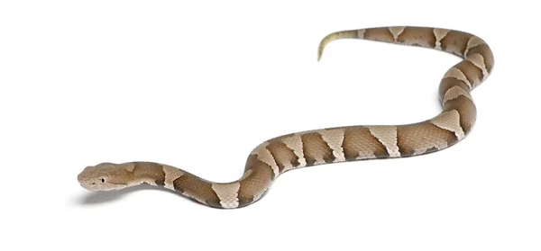 Serpiente joven cabeza de cobre o mocasín de las tierras altas - Agkistrodon contor —  Fotos de Stock