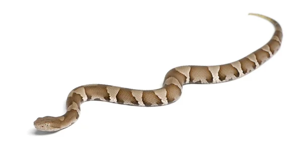 年轻的铜斑蛇蛇或高地皮靴-蝮蛇坯控制 — 图库照片