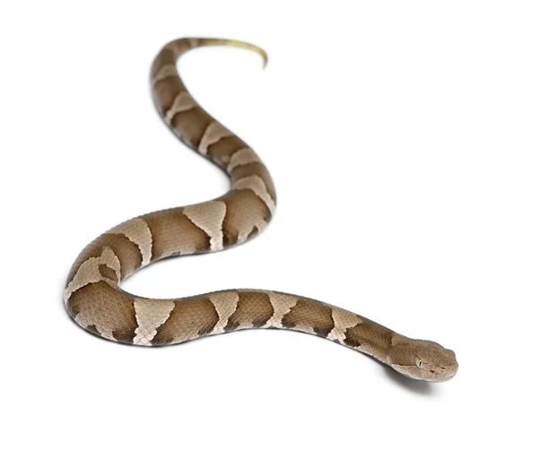 Serpiente joven cabeza de cobre o mocasín de las tierras altas - Agkistrodon contor — Foto de Stock