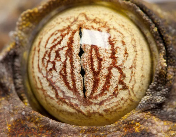 Olho em uma folha cauda Gecko - Uroplatus fimbriatus — Fotografia de Stock