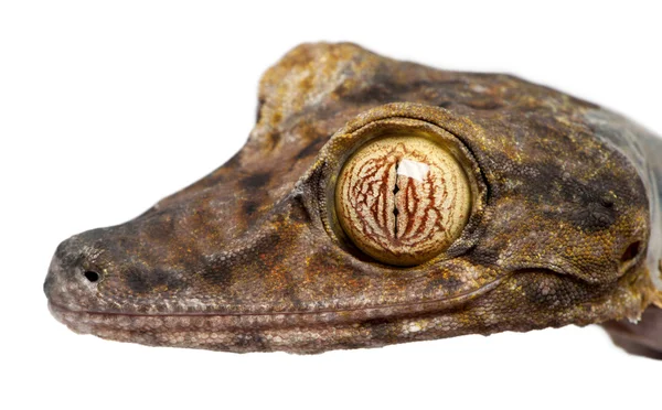 List sledoval gecko - uroplatus fimbriatus — Stock fotografie