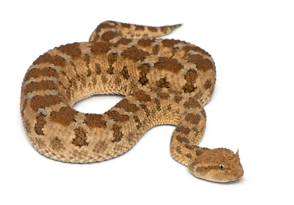 撒哈拉角毒蛇-cerastes cerastes、 有毒、 白色黑色 — 图库照片