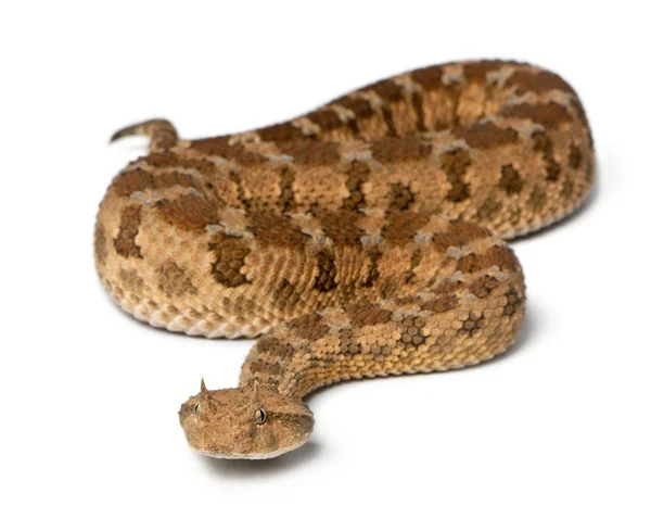 サハラ以南の角状の毒蛇 - cerastes cerastes、毒、白の背景に隠れて — ストック写真