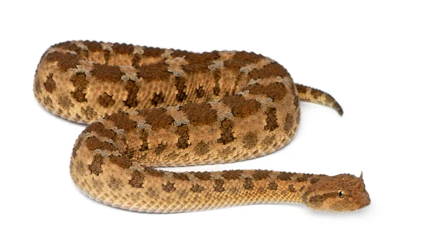 サハラ以南の角状の毒蛇 - cerastes cerastes、毒、白の背景に隠れて — ストック写真