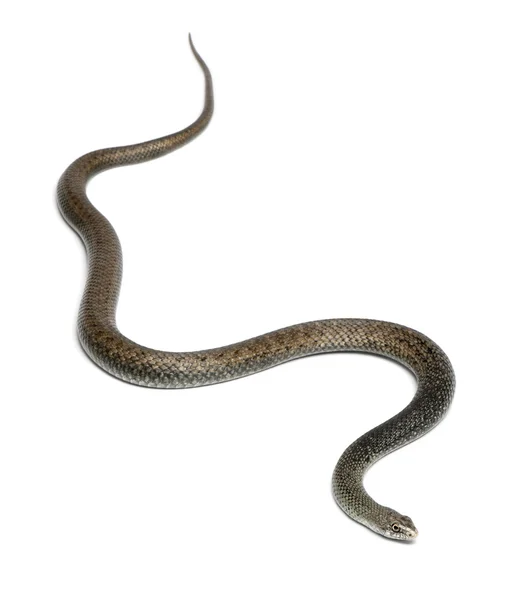 Montpellier snake - Malpolon monspessulanus, poisonous — Stock Photo, Image