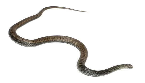 Montpellier węża - malpolon monspessulanus, trujący — Zdjęcie stockowe