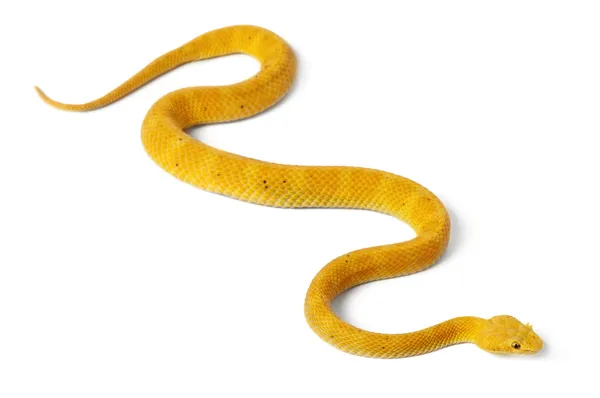 Yellow Eyelash Viper - Bothriechis schlegelii, poisonous, white — Stock Photo, Image