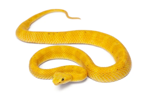 Yellow Eyelash Viper - Bothriechis schlegelii, poisonous, white — Stock Photo, Image