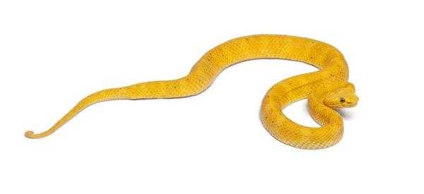 黄色のまつげマムシ - bothriechis シュレーゲルアオガエル、毒、白 — ストック写真
