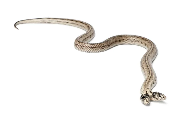 Serpente reale orientale a due teste - Lampropeltis getula californiae , — Foto Stock