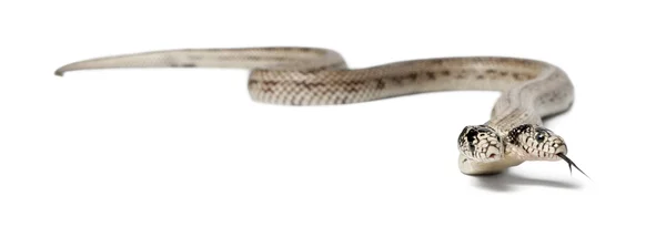 Serpiente real oriental de dos cabezas - Lampropeltis getula californiae , — Foto de Stock