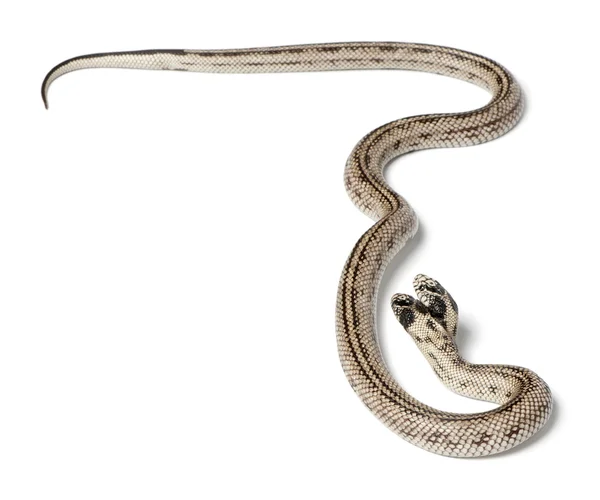 Две возглавляемые восточные королевские змеи - Lampropeltis getula californiae , — стоковое фото