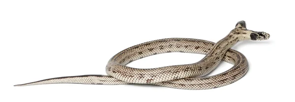 Duas cobras-reais orientais - Lampropeltis getula californiae , — Fotografia de Stock