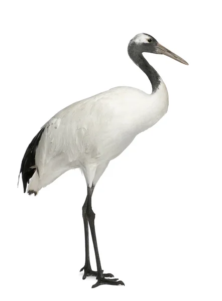 Young Red-crowned Crane, Grus japonensis, also called the Japanese Crane or Manchurian Crane, standing in front of white background — Stock Fotó