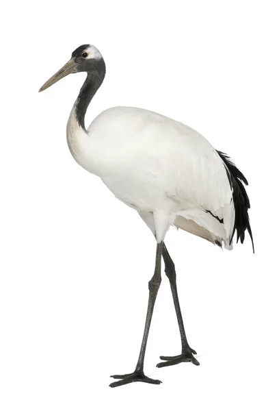 Young Red-crowned Crane, Grus japonensis, also called the Japanese Crane or Manchurian Crane, standing in front of white background — Stock Photo, Image
