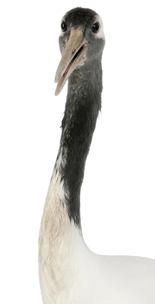Портрет молодого краснокрылого пса по кличке Грюс, которого также называют японцем или маньчжурцем, на белом фоне — стоковое фото