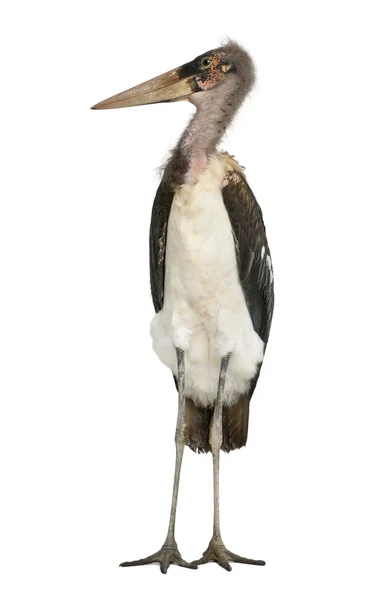 Marabou stork, leptoptilos crumeniferus, 1 år gammal, står framför vit bakgrund — Stockfoto