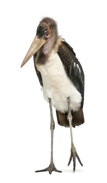 Retrato de Marabou Stork, Leptoptilos crumeniferus, 1 ano, em pé em frente ao fundo branco — Fotografia de Stock