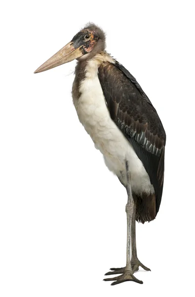 Ritratto di Marabou Stork, Leptoptilos crumeniferus, 1 anno, davanti allo sfondo bianco — Foto Stock