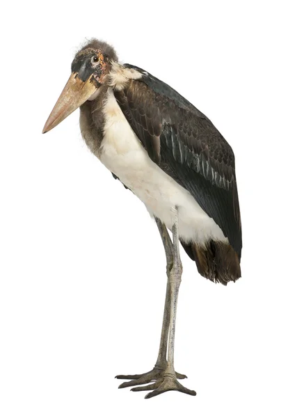 Retrato de Marabou Stork, Leptoptilos crumeniferus, 1 ano, em pé em frente ao fundo branco — Fotografia de Stock