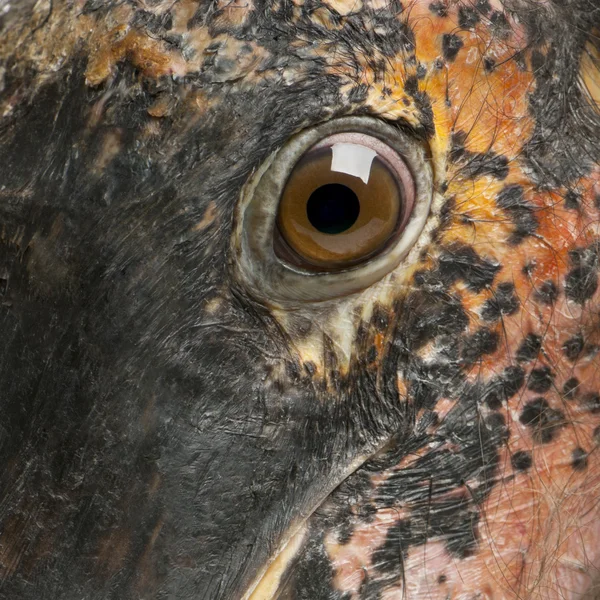 Close up of Marabou Stork, Leptoptilos crumeniferus, 1 year old — Stock Fotó