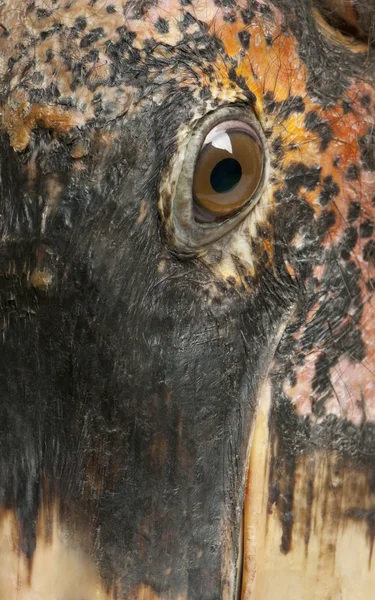 Close up of Marabou Stork, Leptoptilos crumeniferus, 1 year old — Stock Photo, Image
