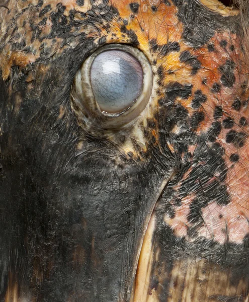 Detailní záběr čáp Marabu, leptoptilos crumeniferus, 1 rok staré — Stock fotografie