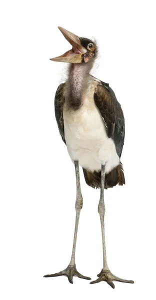 Marabou Stork, Leptoptilos crumeniferus, 1 ano, de pé em frente ao fundo branco — Fotografia de Stock