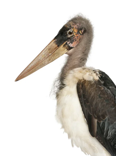 Retrato de Marabou Stork, Leptoptilos crumeniferus, 1 ano, em frente ao fundo branco — Fotografia de Stock