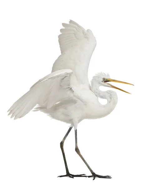 stock image Great Egret or Great White Egret or Common Egret, Ardea alba, standing in front of white background