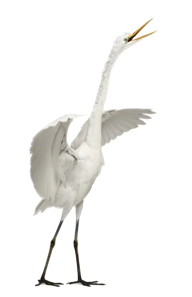 大白鹭或大白白鹭或共同白鹭，阿尔代亚阿尔巴，站在白色背景前 — 图库照片
