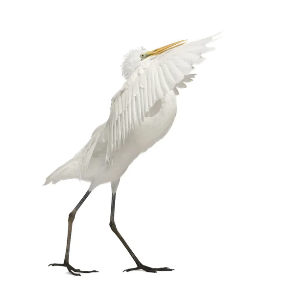 Grande Egret ou Great White Egret ou Common Egret, Ardea alba, em pé na frente do fundo branco — Fotografia de Stock