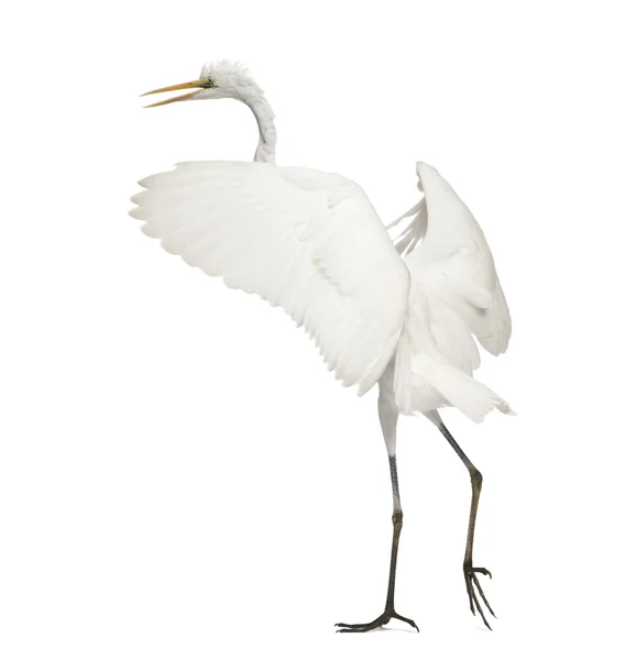 Grande Egret o Grande Egret Bianco o Egret Comune, Ardea alba, in piedi di fronte a sfondo bianco — Foto Stock
