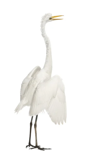 Great Egret or Great White Egret or Common Egret, Ardea alba, standing in front of white background — Stock Photo, Image
