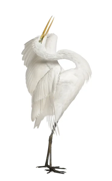Grande aigrette ou grande aigrette blanche ou aigrette commune, Ardea alba, debout devant fond blanc — Photo