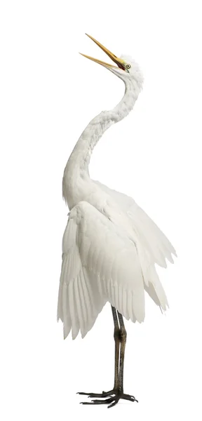 Great Egret or Great White Egret or Common Egret, Ardea alba, standing in front of white background — Stock Photo, Image